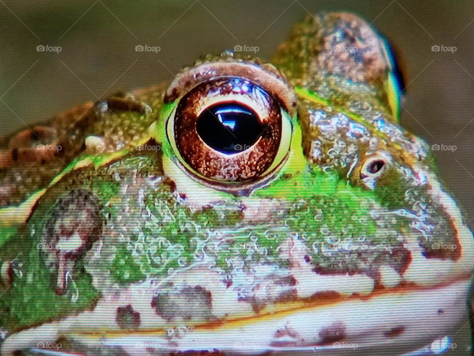 frog eyes