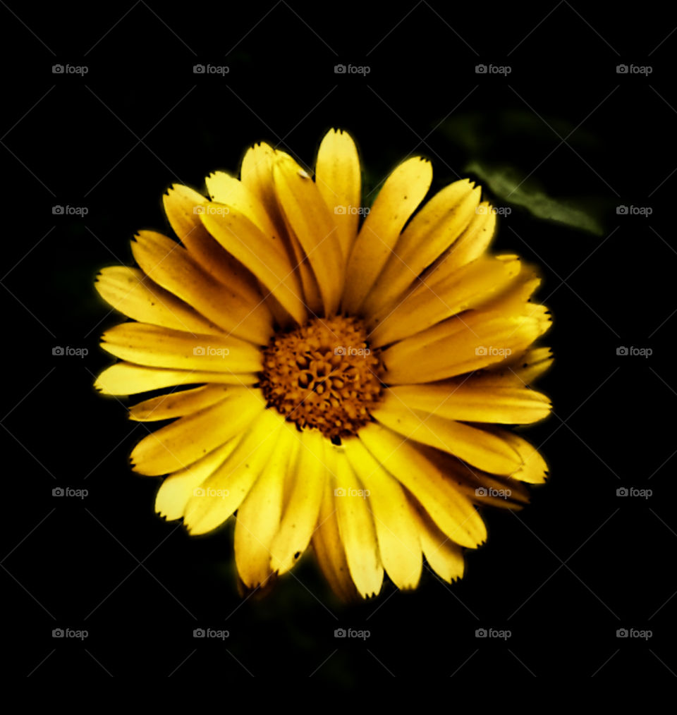 petals with contrast adds more to colour