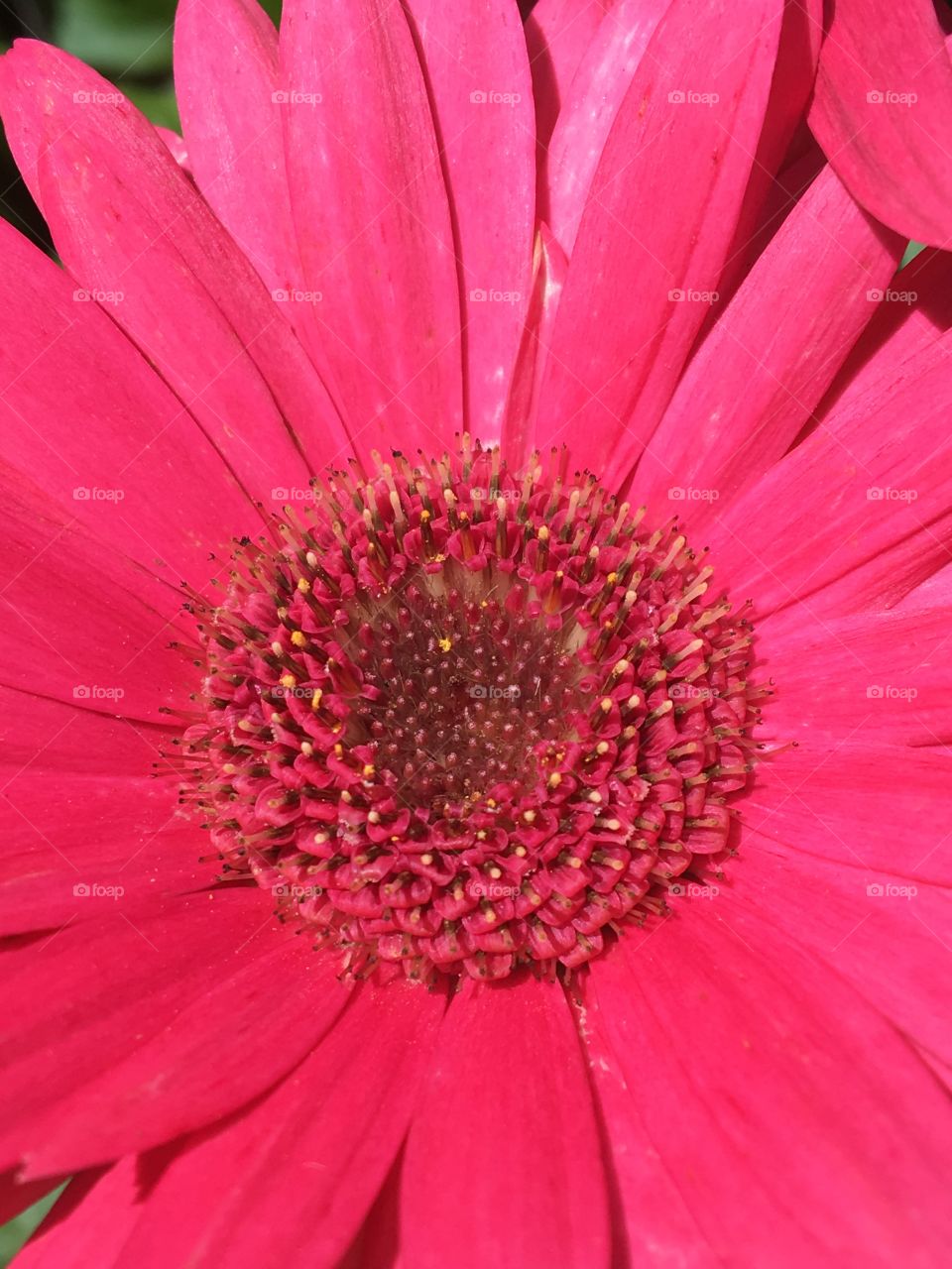 Hot Pink Gerber -flower 