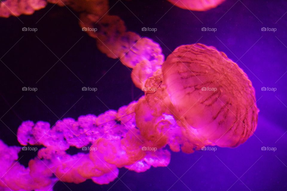 No Person, Invertebrate, Underwater, Nature, Water