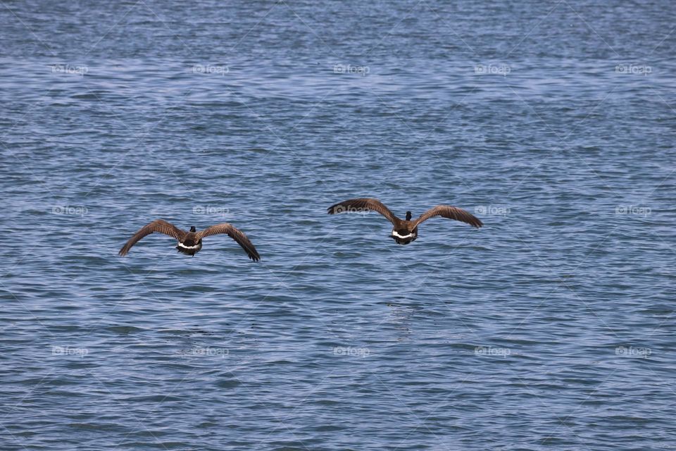 Canadian geese flying above the ocean 