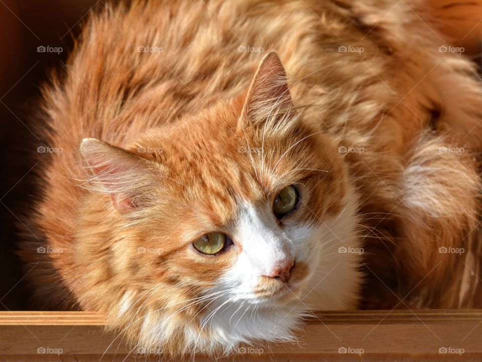 ginger cat pet in the box looking top view