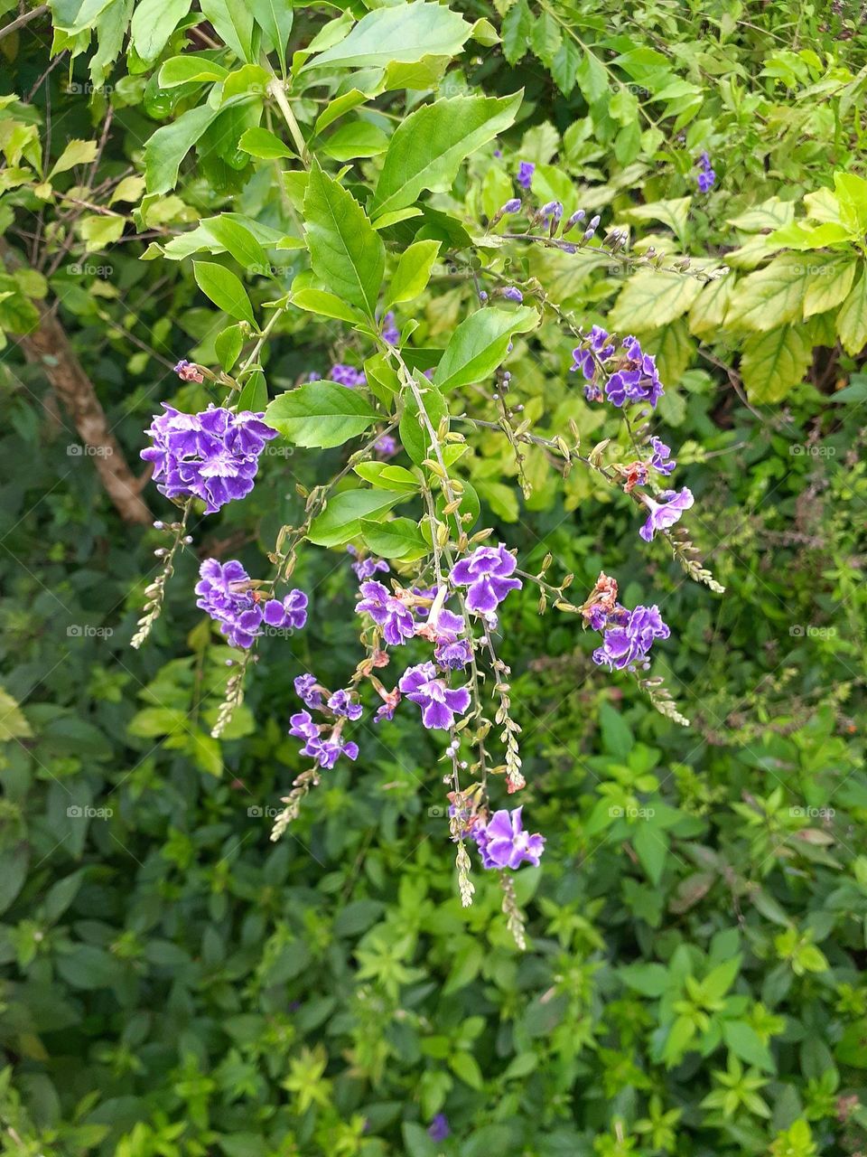 Beautiful purple flowering tree growing at Mead Botanical Gardens in Winter Park, Florida.