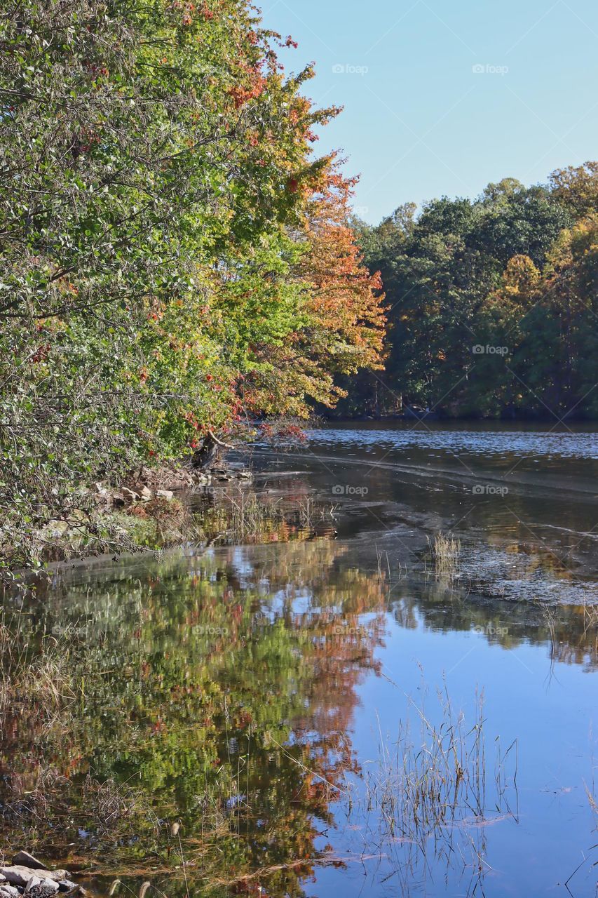 Reflection of trees in water