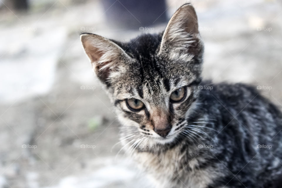 cute or scary? it's looks like tiny tiger.