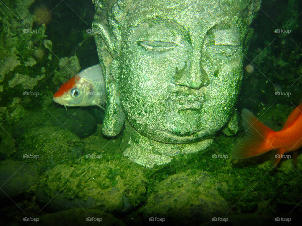 fish head buddha koi by majamaki