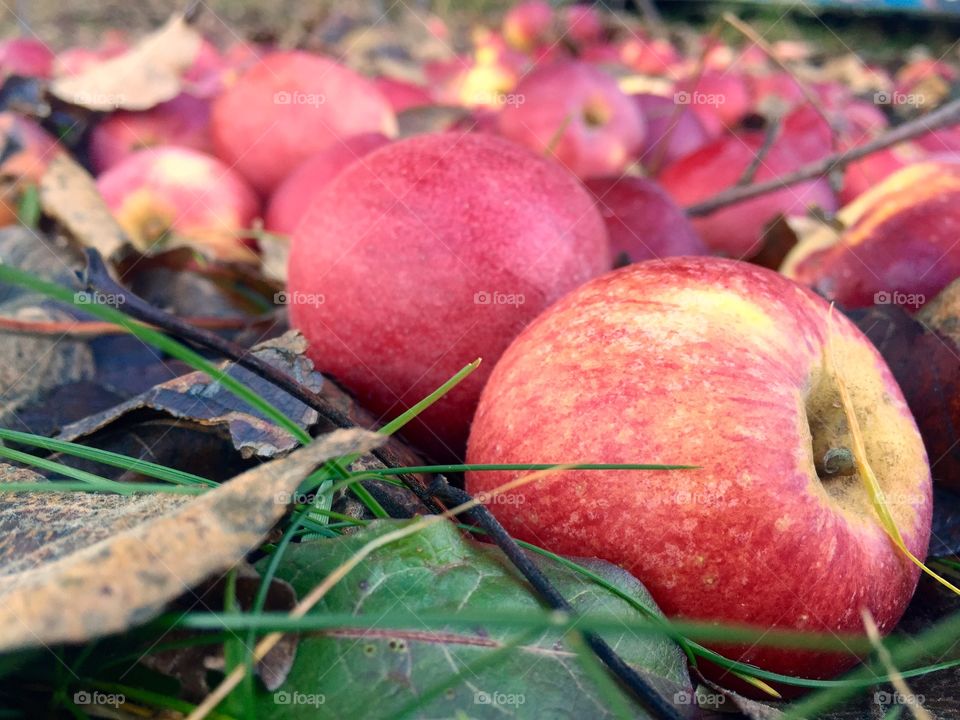 Close-up of apples on farm