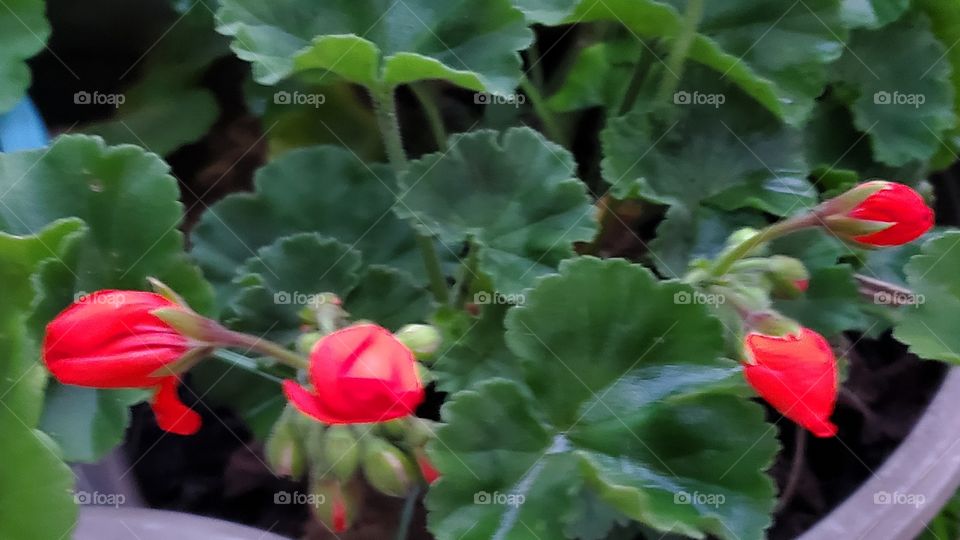 beautiful red geranium