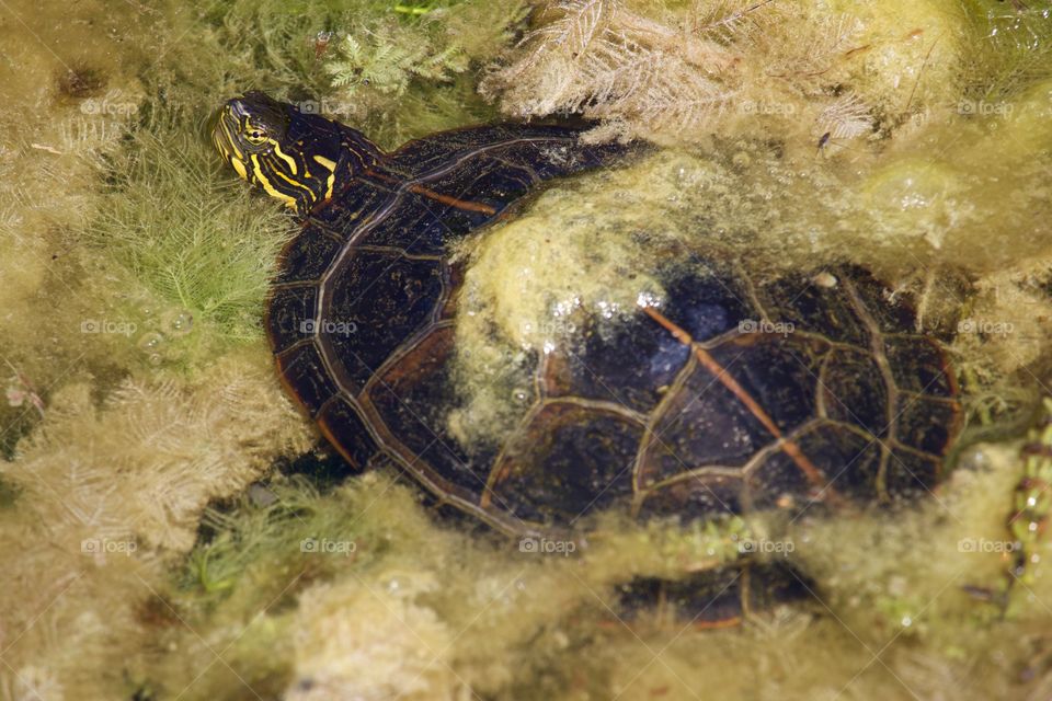 Turtle swimming in water