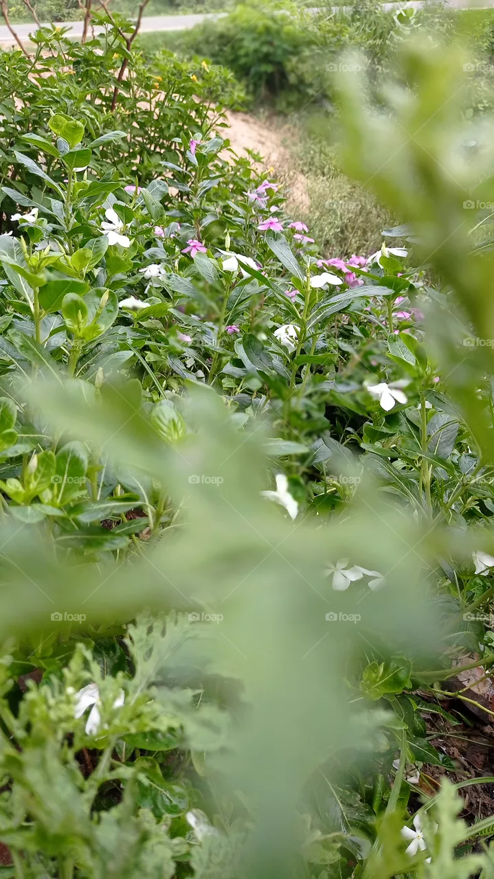green nature photo