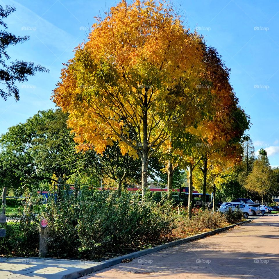 Real autumn leaves on the tree.
