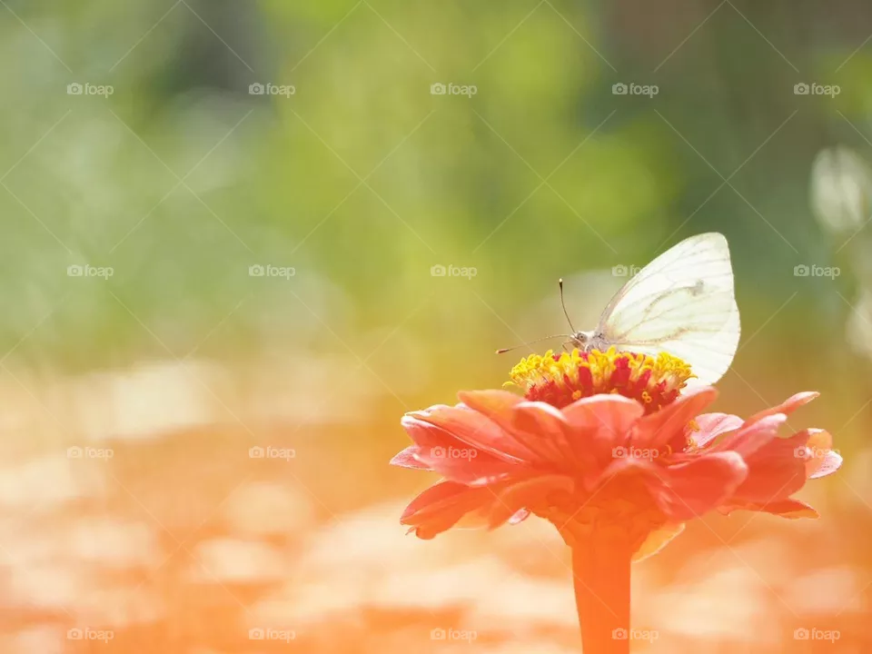 Through the poppy 