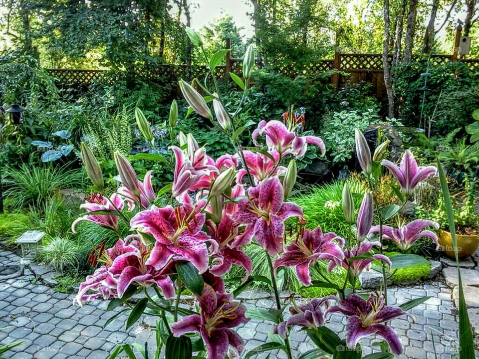 lillies in the garden