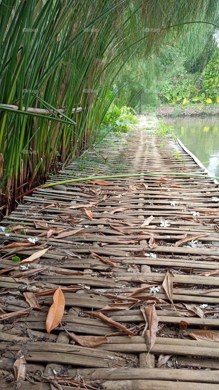 bamboo bridge