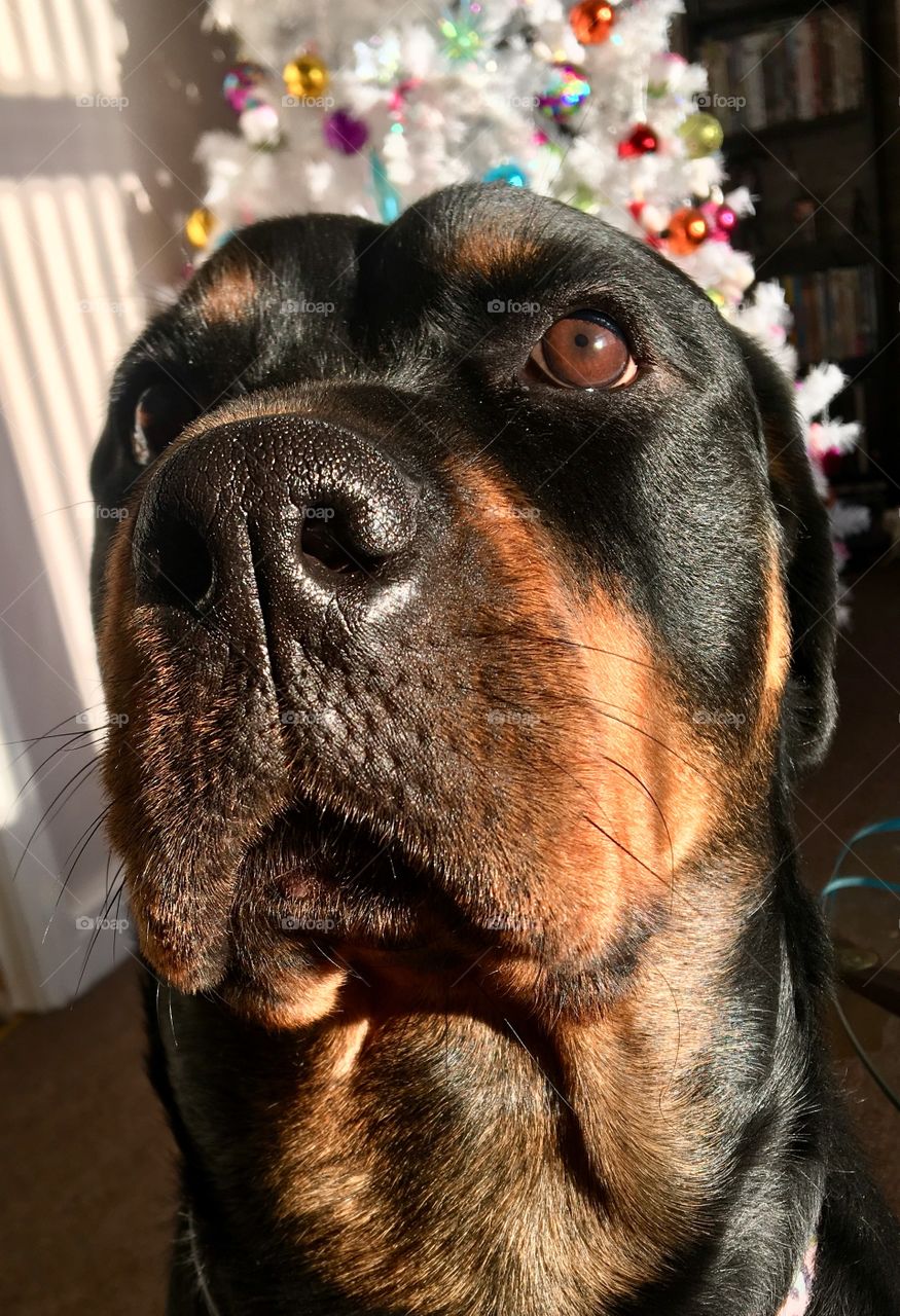 Rottweiler puppy portrait - patiently waiting for walkies