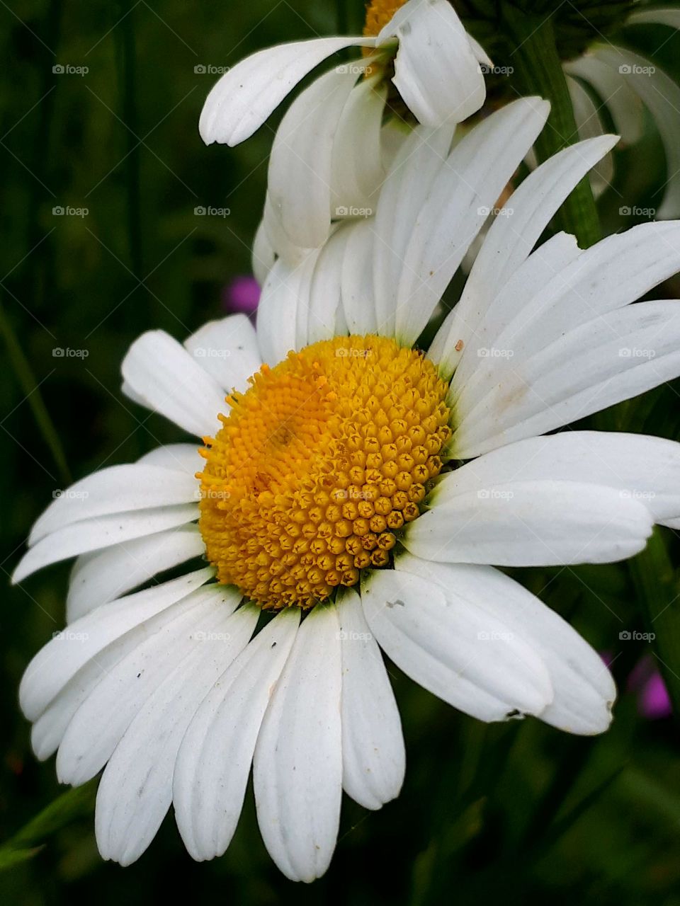 Big flower chamomile in my garden