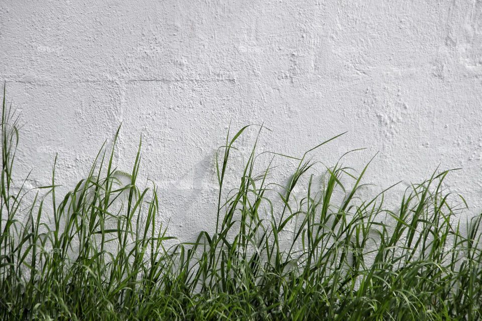 Tall green grass growing against a white wall