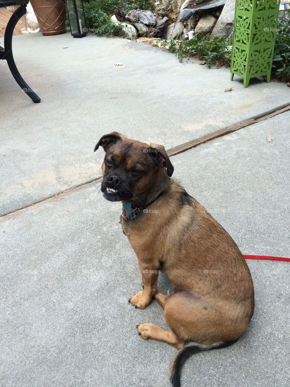 Pug/dachshund/Brussels mix 