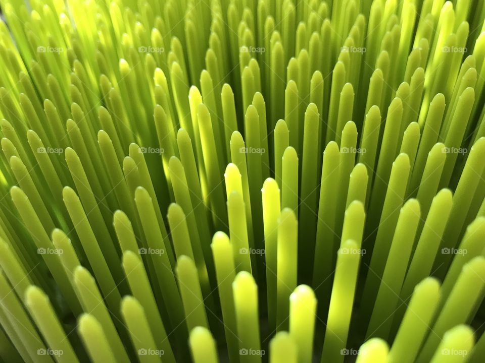 Green Baby Bottle Grass in the Sunlight