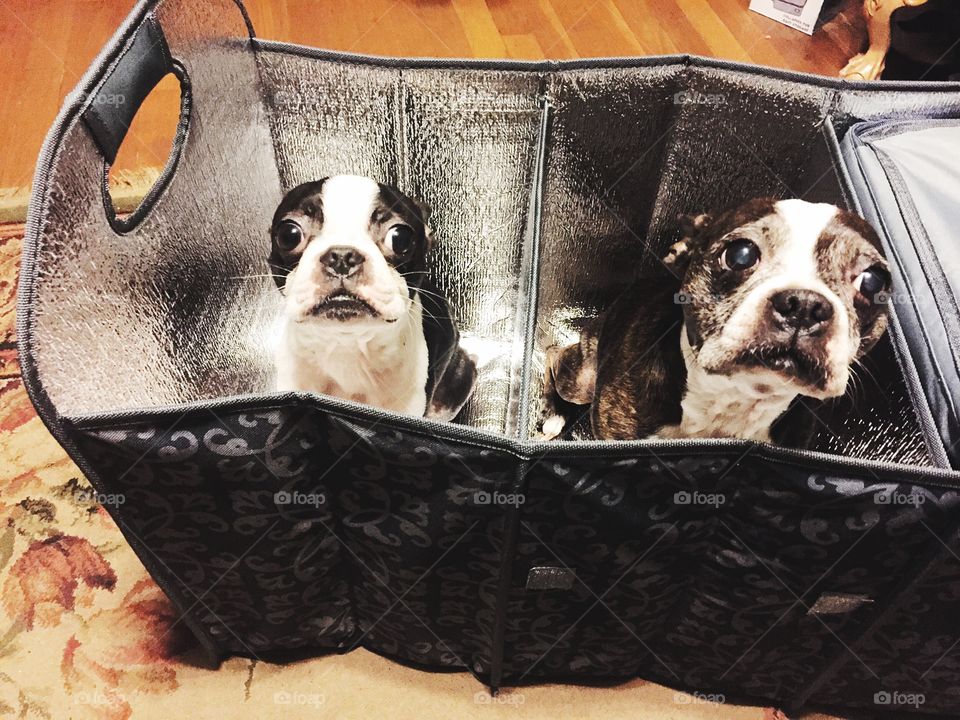 Boston terriers 