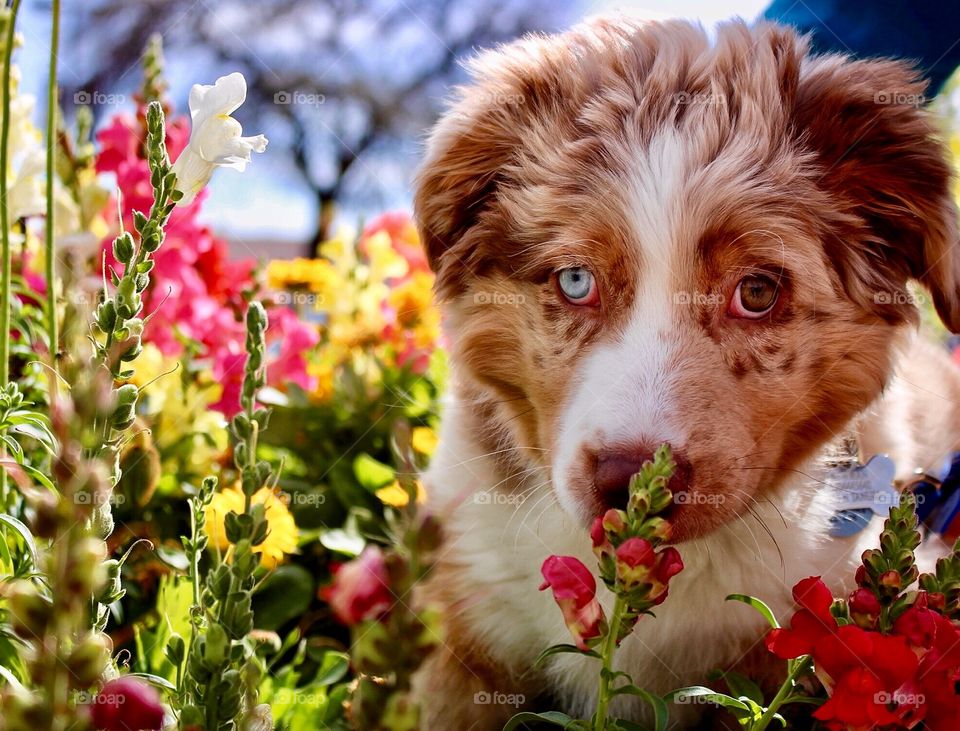 Stop and smell the flowers Aussie puppy
