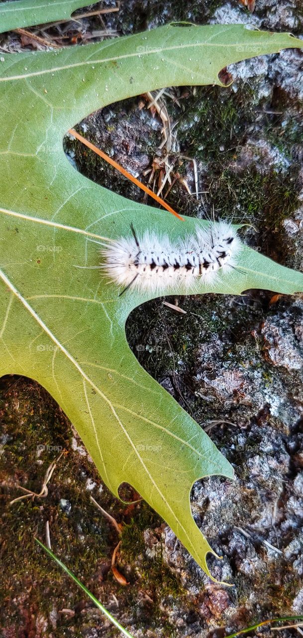 A White Caterpillar!