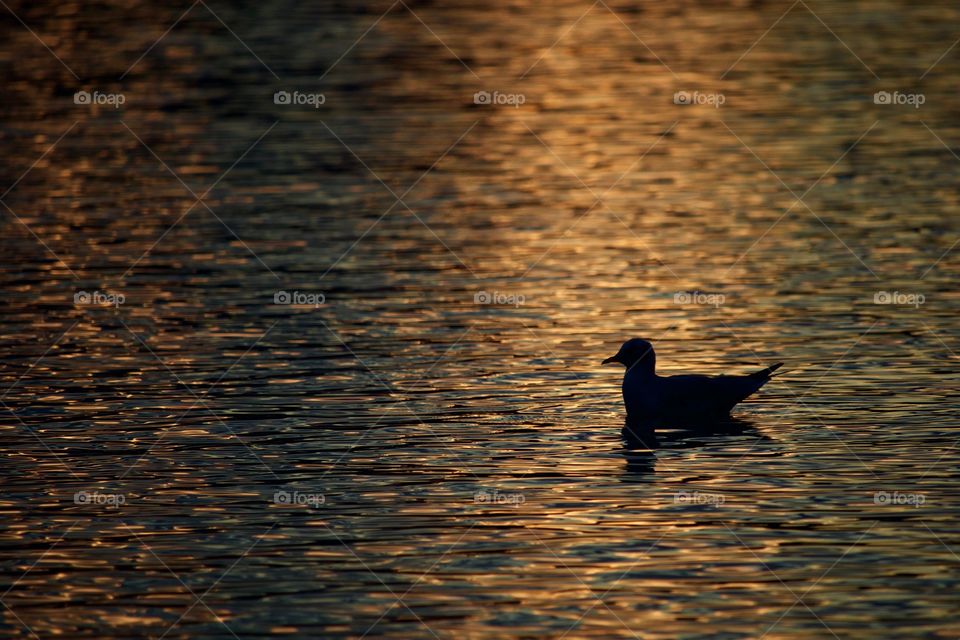 Seagull Silhouette