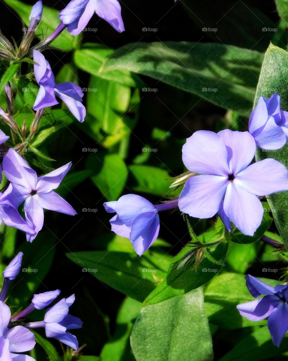 Phlox