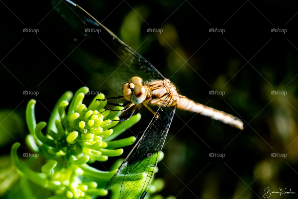 Libellulidae (Skimmer Dragon Fly) (F)_Jahra_Kuwait