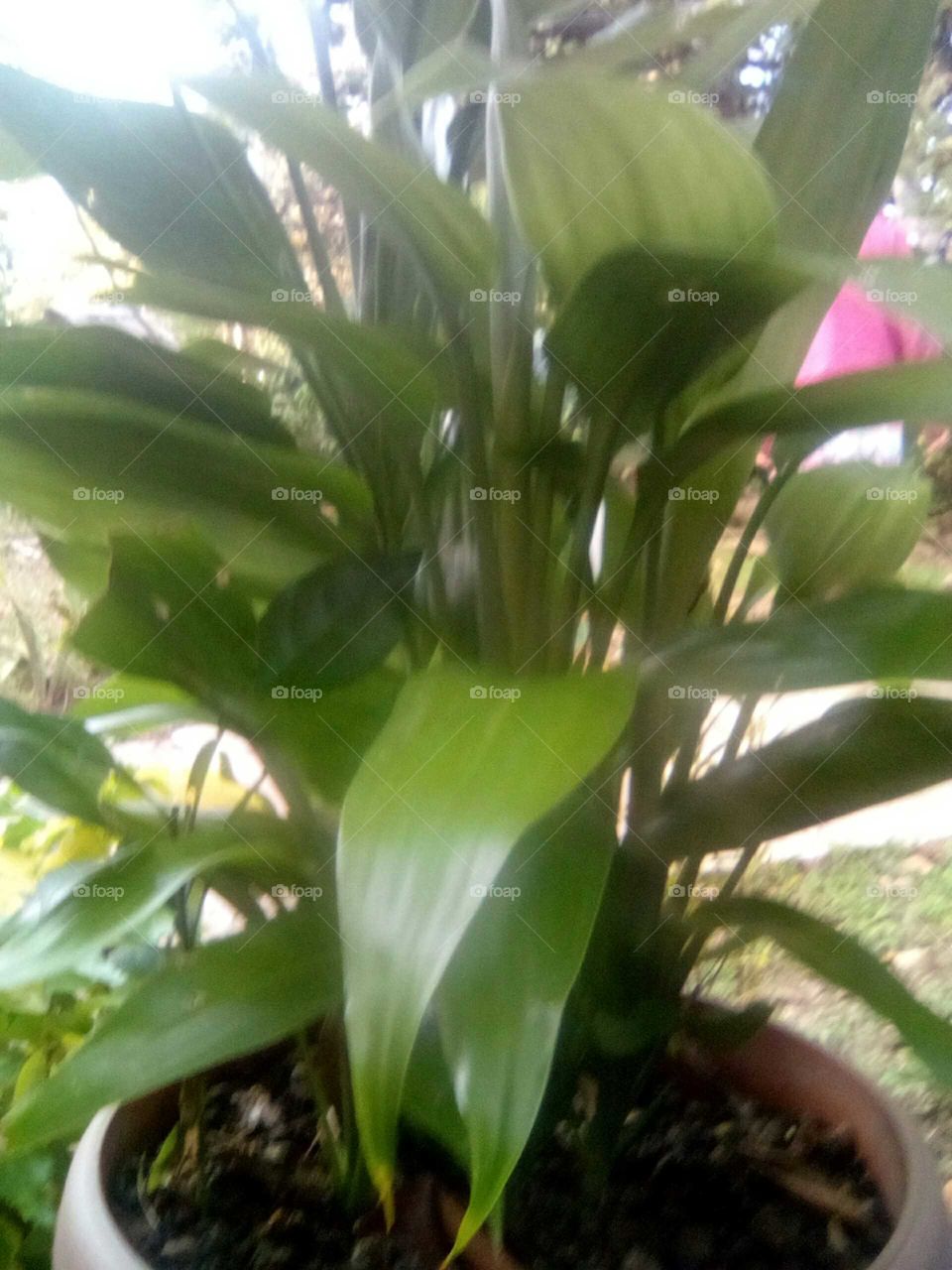 we love life an that is why this planet is so beautiful  we can not live without having plants in our life