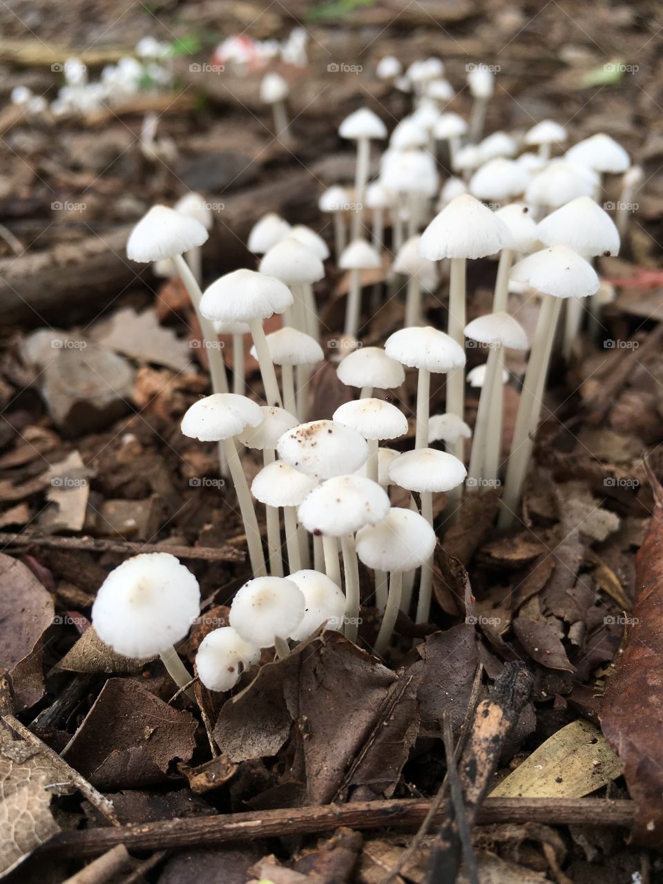 natural Mushroom