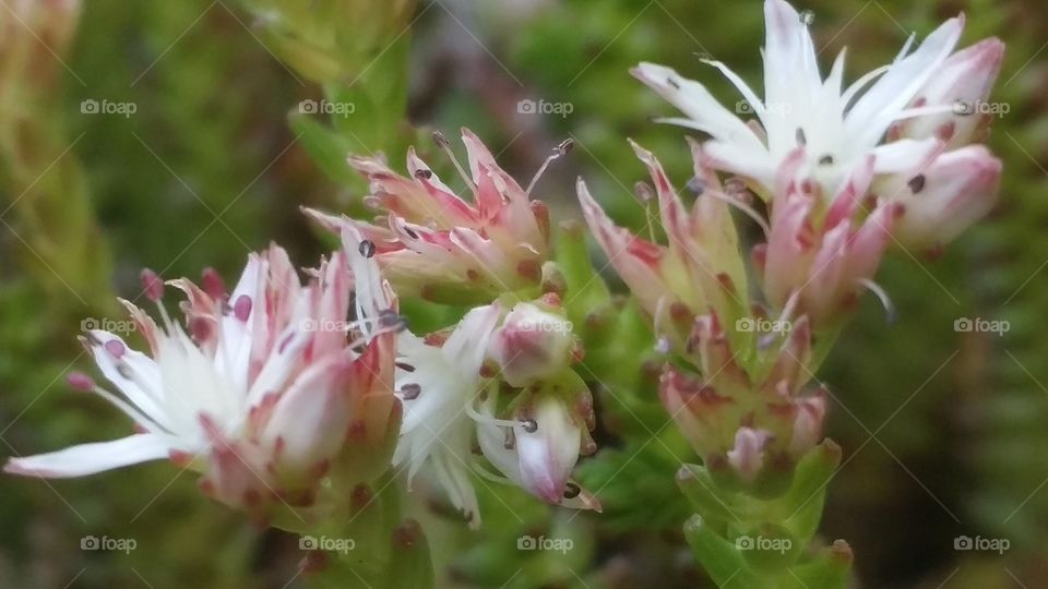 succulent flower