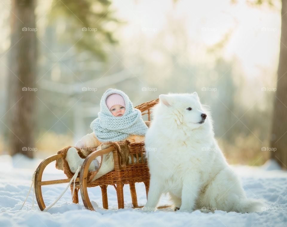 Little girl portrait with Samoyed dog at winter