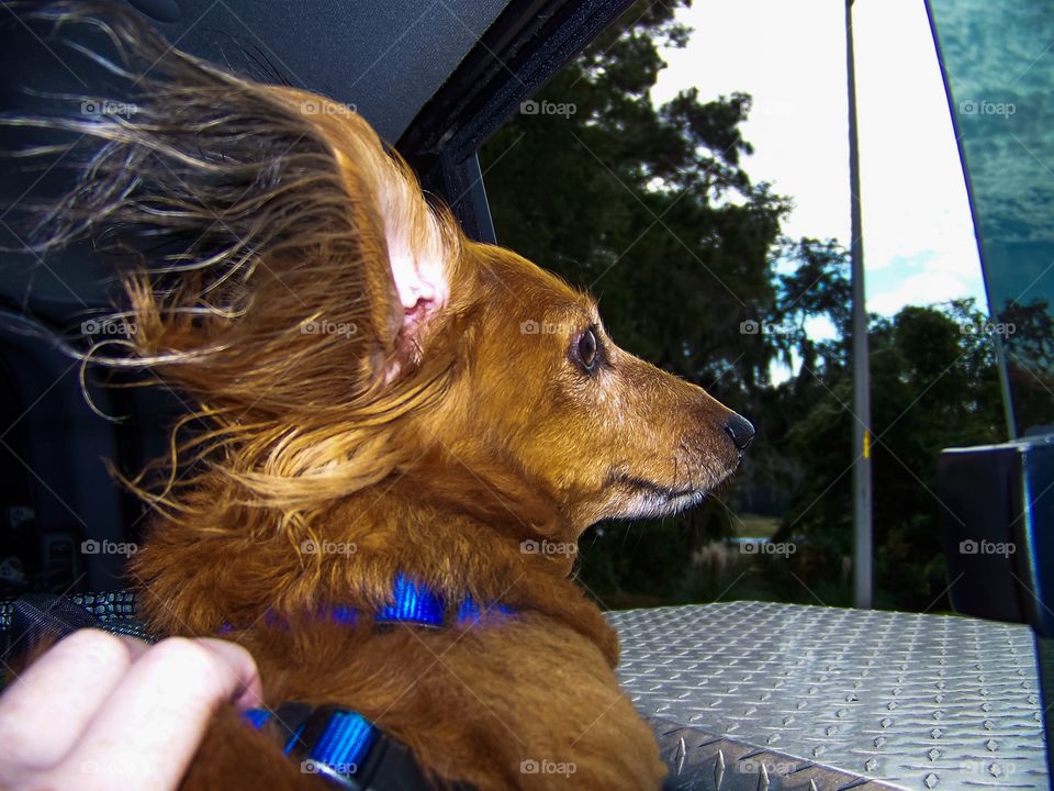 Scarlett loves the open window to smell the world and get some wind in her long hair ❤️