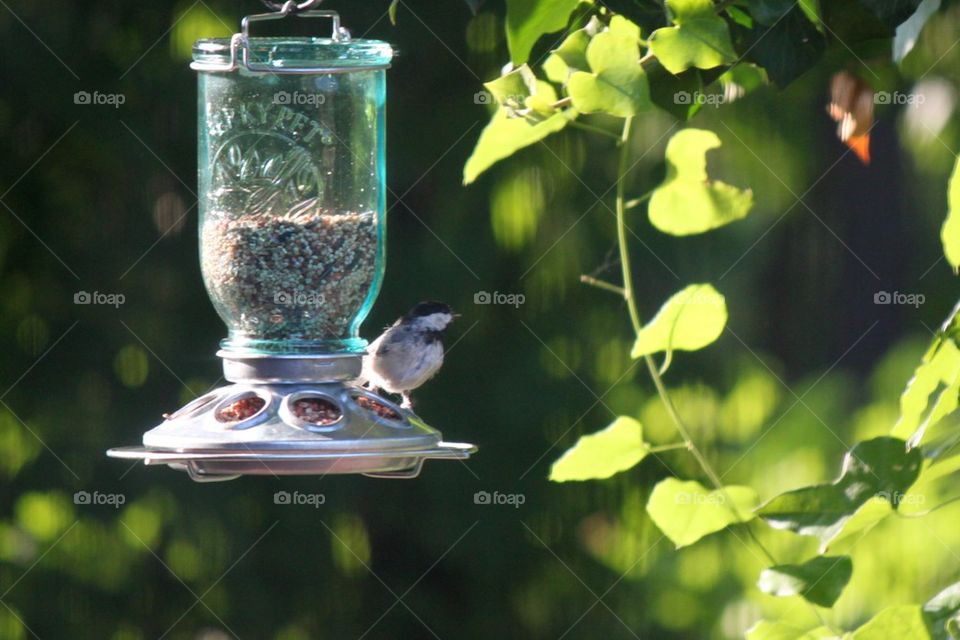 Carolina Chickadee