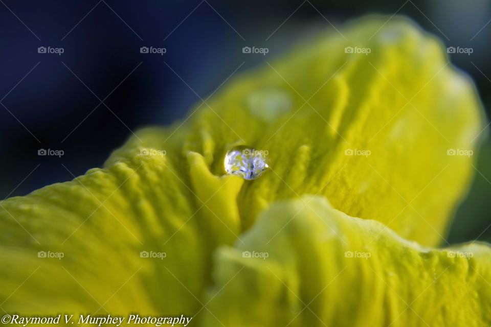 macro water. a shot of a single feet of water on a petal of a flower