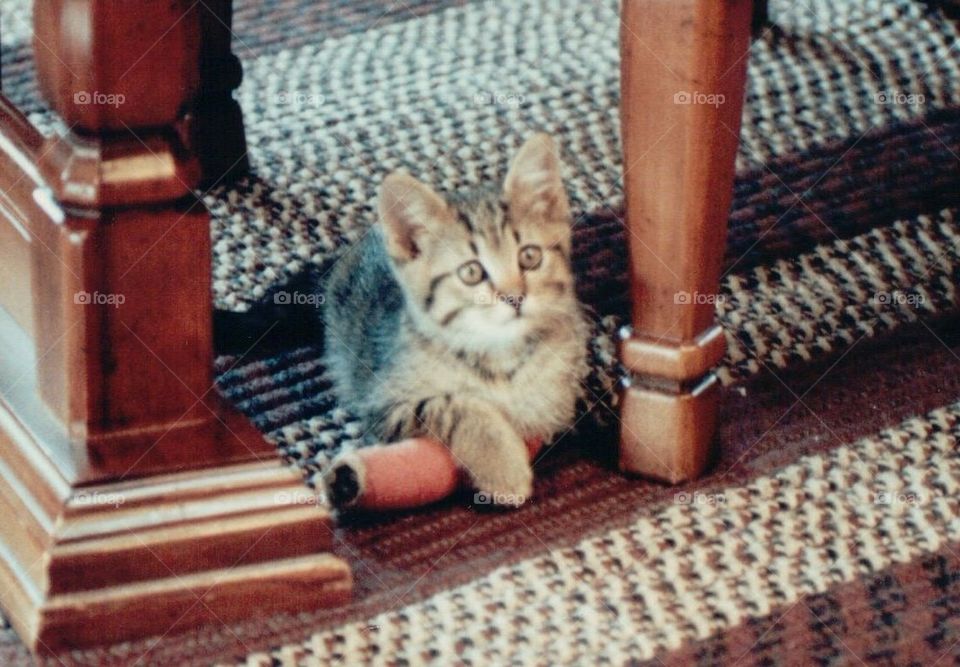 Tabby kitten broken leg