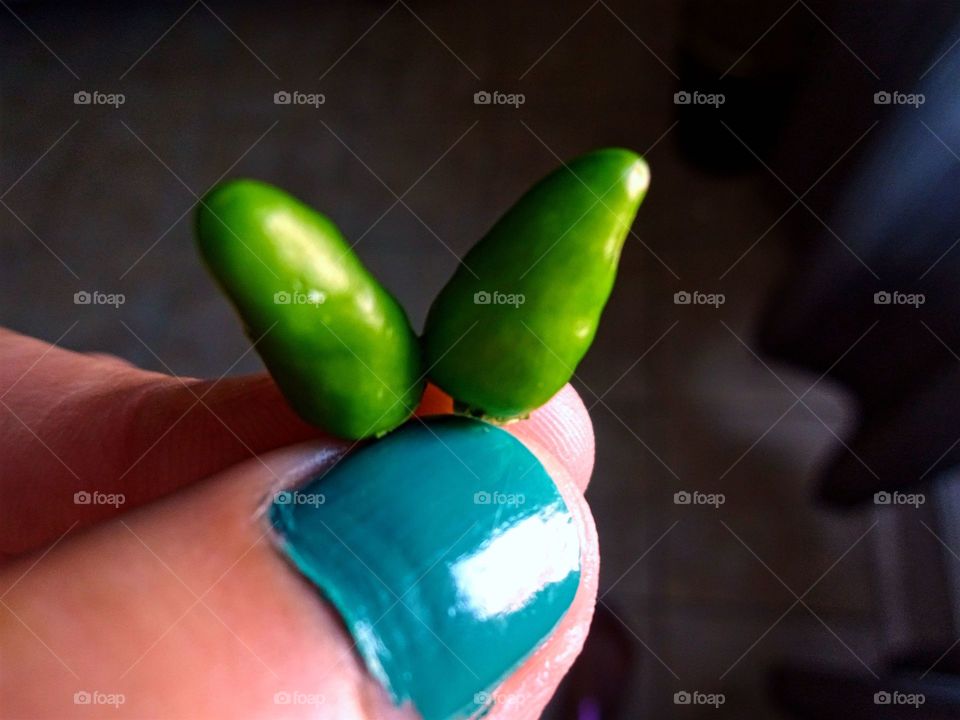 Small Chillies