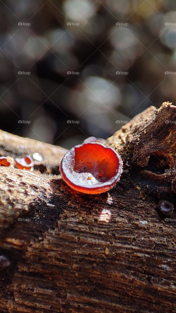 Red fungus glowing under light