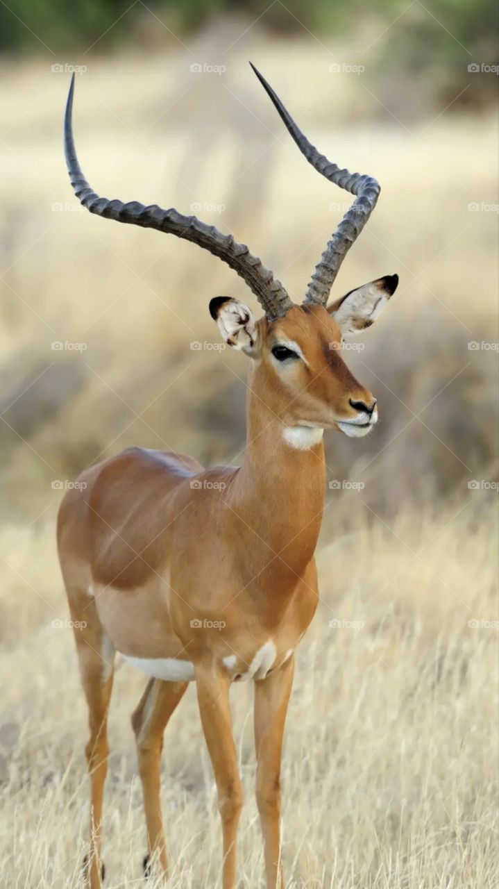 animalllllllllllllllllll#