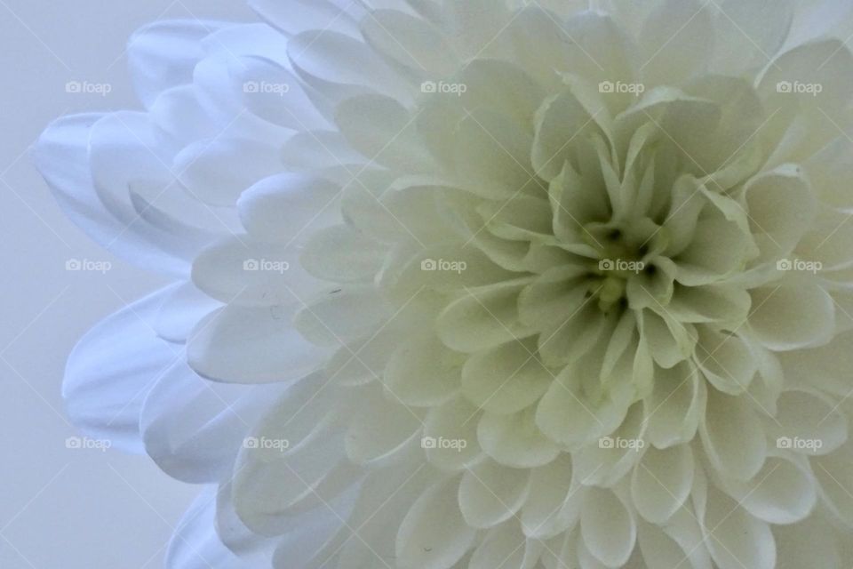 A WHITE Chrysanthemum Flower or is it a Dhalia ?