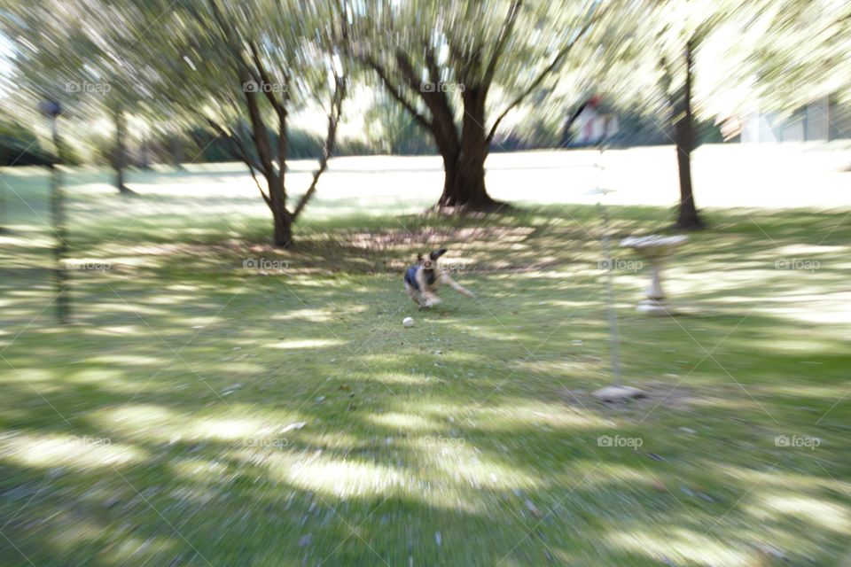 German Shepherd playing ball