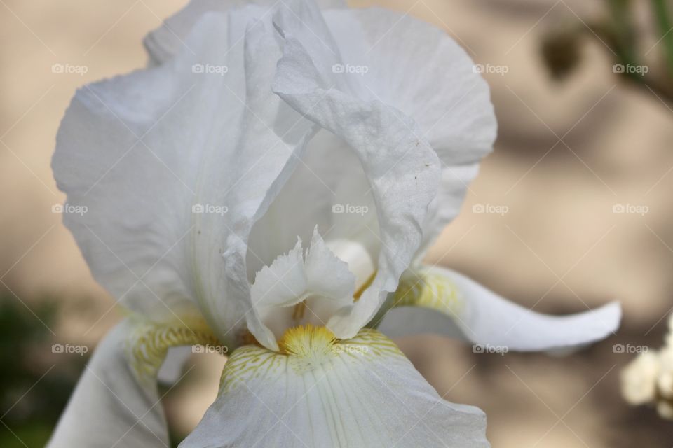 White Iris