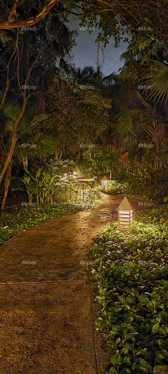 path between trees in the dark of the night with a gothic touch