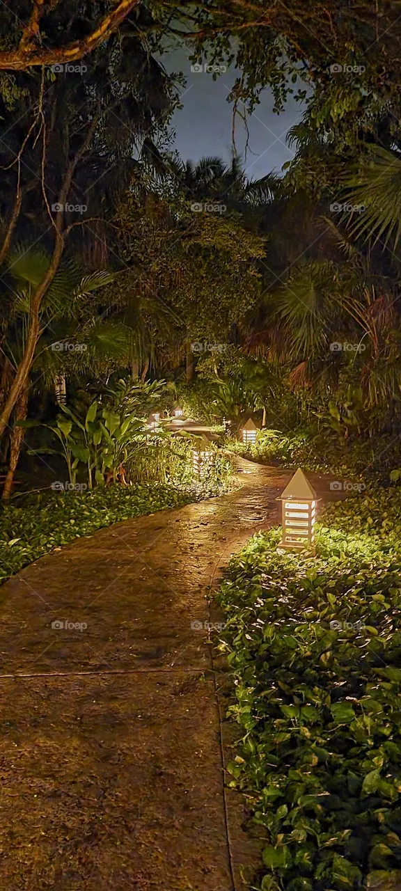 path between trees in the dark of the night with a gothic touch