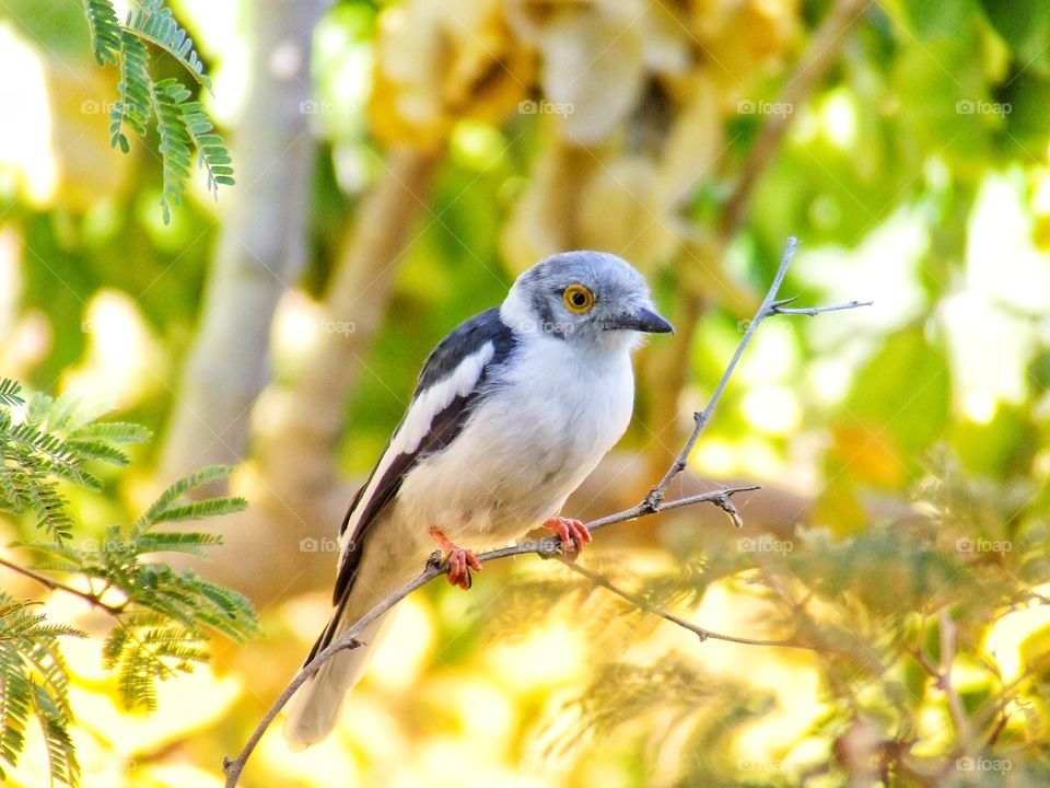 Beautiful bird in a tree sitting on a branch