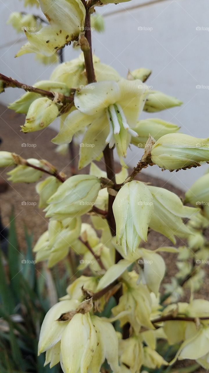 flowers Texas Panhandle