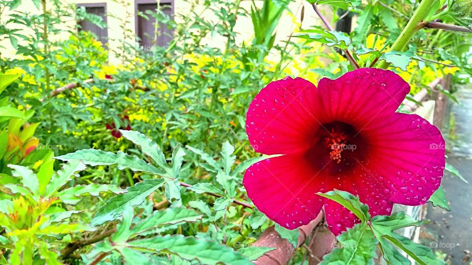FLOR VERMELHA VEGETAÇÃO