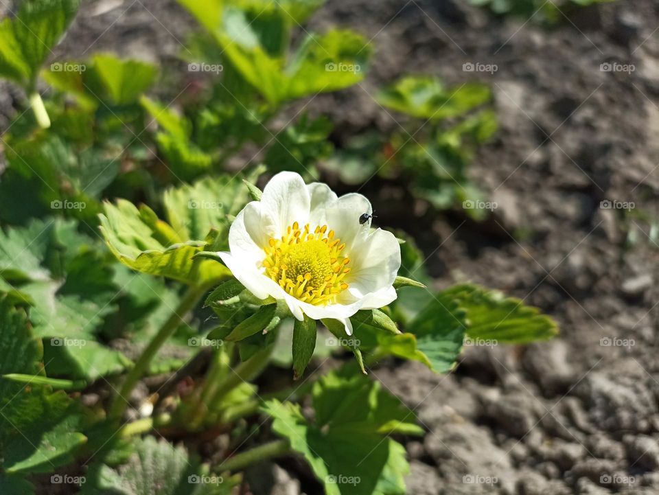 The garden strawberry (or simply strawberry; Fragaria × ananassa)