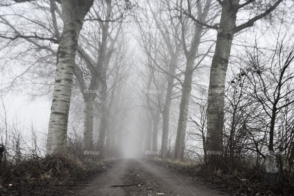 A lane with trees in the mist